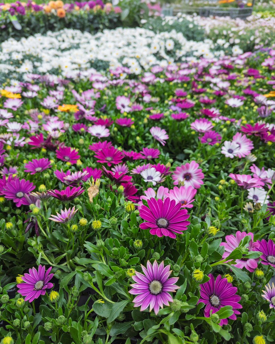 pelckmans's tweet photo. Een serre vol kleurrijke lente-inspiratie. Kom jij dit weekend langs? https://t.co/t8kt3fnxIc
