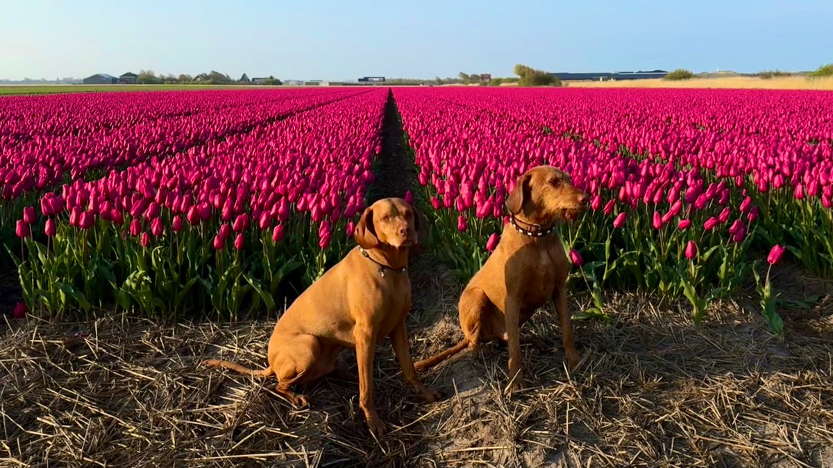 jkavandijk's tweet photo. Goedemorgen #VriendenVanX 🧡 Vandaag is bij #aprilphotoaday het thema Pretty Things! Daar heb ik duizenden foto’s voor, maar ik plaats deze van vanmorgen 🌷🌷🌷🌷🐕🐕 (speciaal voor @tompouce1973 met 🌷🌷) https://t.co/dc7QnEeQFE