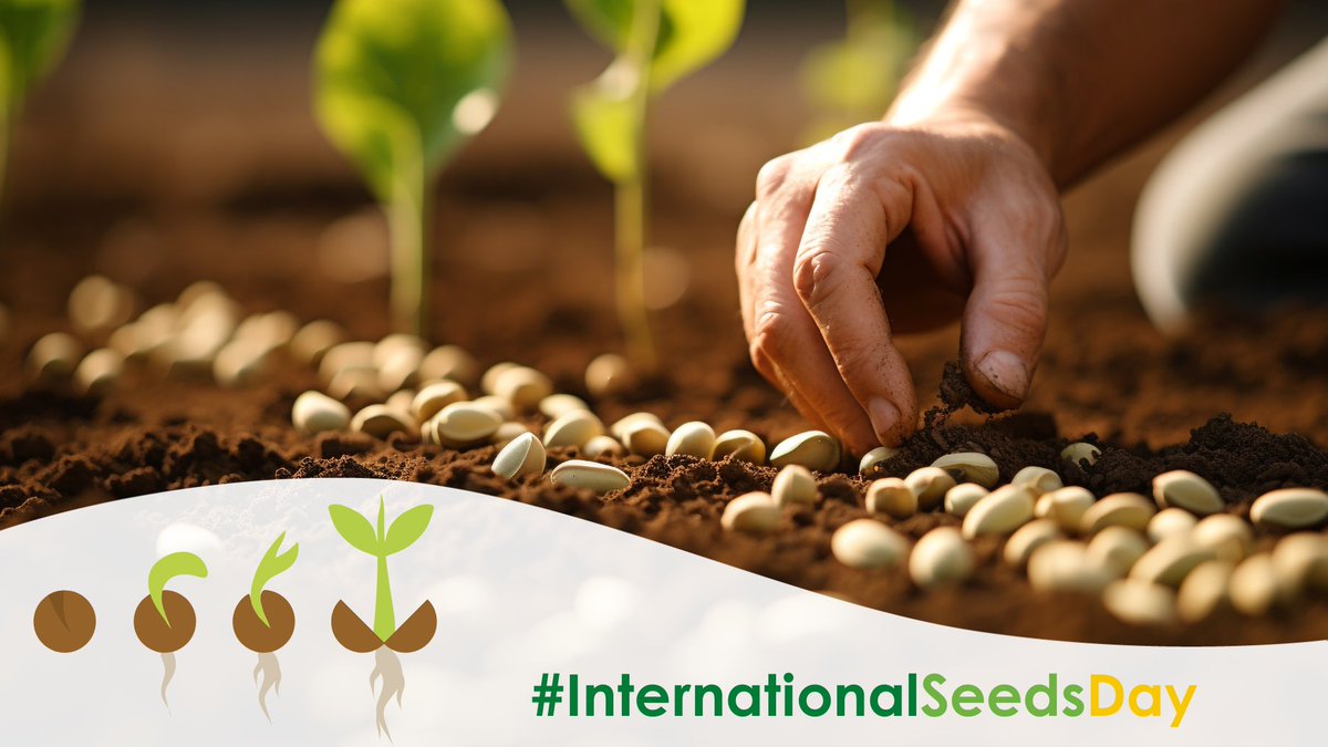 🌾 On #InternationalSeedsDay, <a href="/AF4EU_afinet/">AF4EU</a> celebrates the link between seed resilience &amp; agroforestry. Through our #RAINs, we’re co-developing practices that help seeds thrive—boosting biodiversity, soil health &amp; climate-resilient farming. 🌍

#AF4EU #Agroforestry