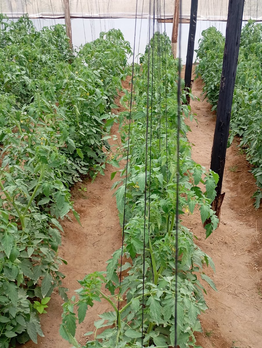 agrirocket_eng's tweet photo. #Early #trellising of indeterminate tomatoes🍅 in a greenhouse is crucial for several reasons.
Firstly, it promotes better air circulation around the plants, reducing humidity levels that can lead to fungal diseases.
#TomatoTrellising #WeekendMotivation https://t.co/dkMNg8ZoSX