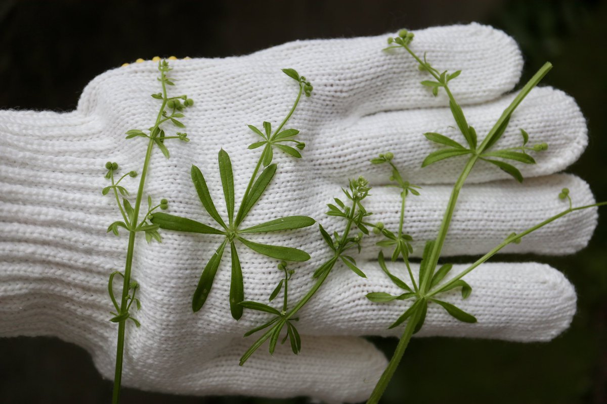 ヤエムグラ（八重葎）です。「葎」は生い茂る雑草のことだそう。
葉にも茎にも実にも細かい棘が生えています。棘が服にくっつくので『ひっつき虫』の一つです。
実をよく見たらコロンと丸くて、オオイヌノフグリがあるなら、こちらは『コネコノフグリ』と命名されてたかも…🐈

#草花あそびで植物観察