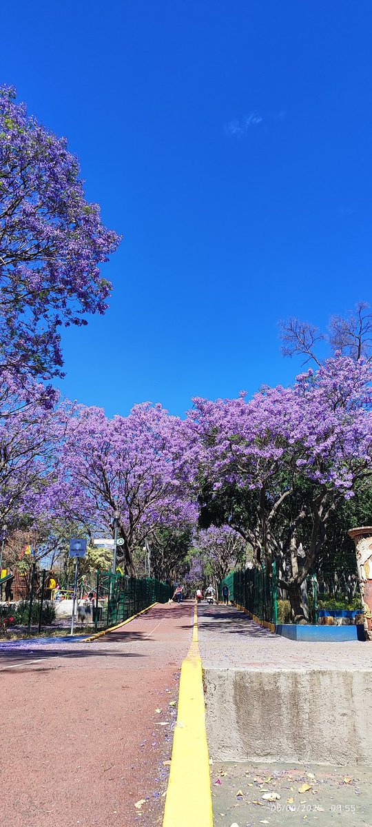 Mtz08Pao's tweet photo. #JacarandaAzteca 
@RicardoBSalinas 
@MLMSalinas 
@JorgeNikaidoB 

Coordenadas: 19.389849989621577, -99.19934510000323
Ubicación en Maps: https://t.co/pdFpKoCawU

Que reto elegir solo una 💜 https://t.co/uNAG5EP3lP