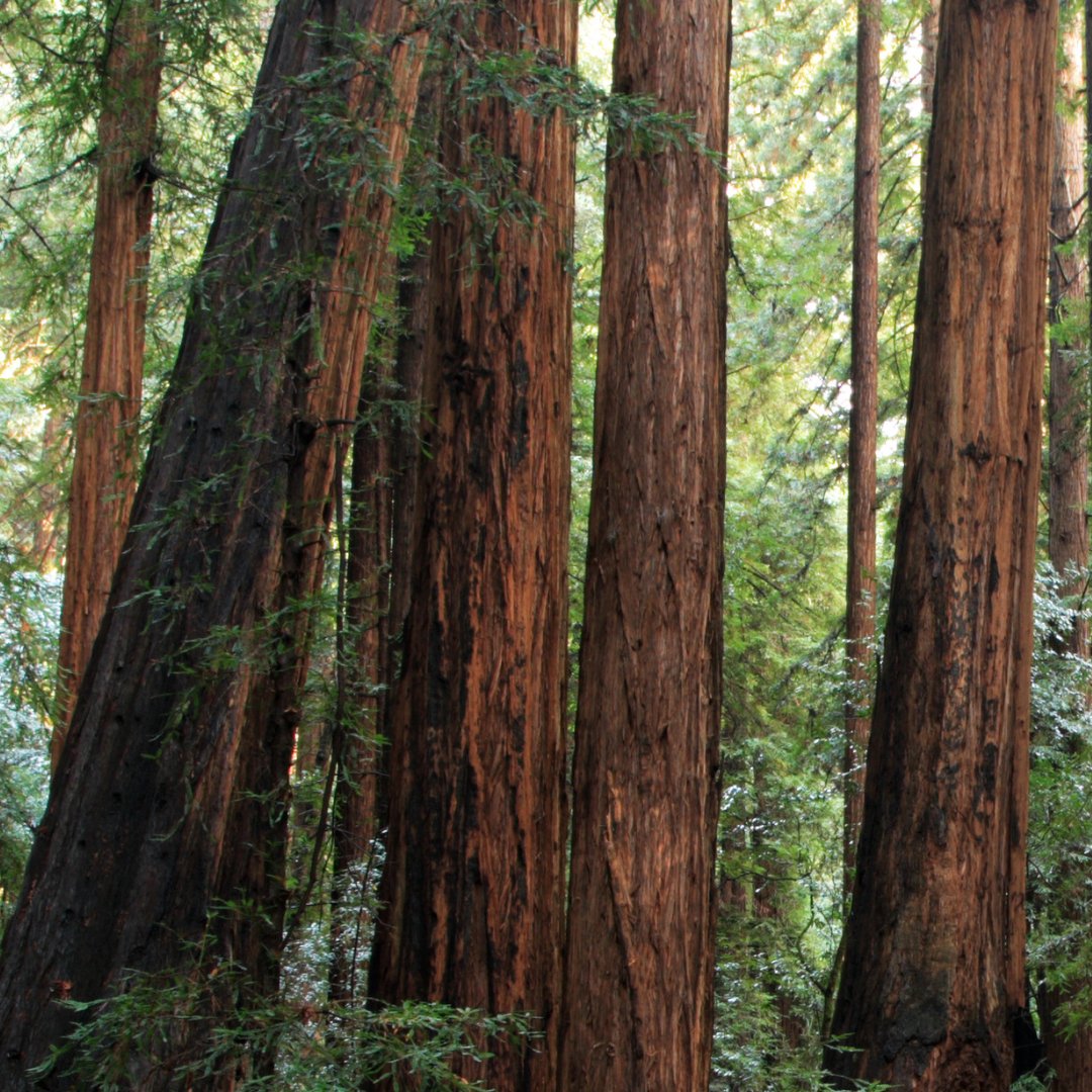 Happy Arbor Day! 🌳

A single mature tree can absorb up to 48 pounds of carbon dioxide each year! That's like taking a car off the road for two months! 

ArborDay #Trees #ForestConservation #WildlifeMonitoring #WildlifeConservation