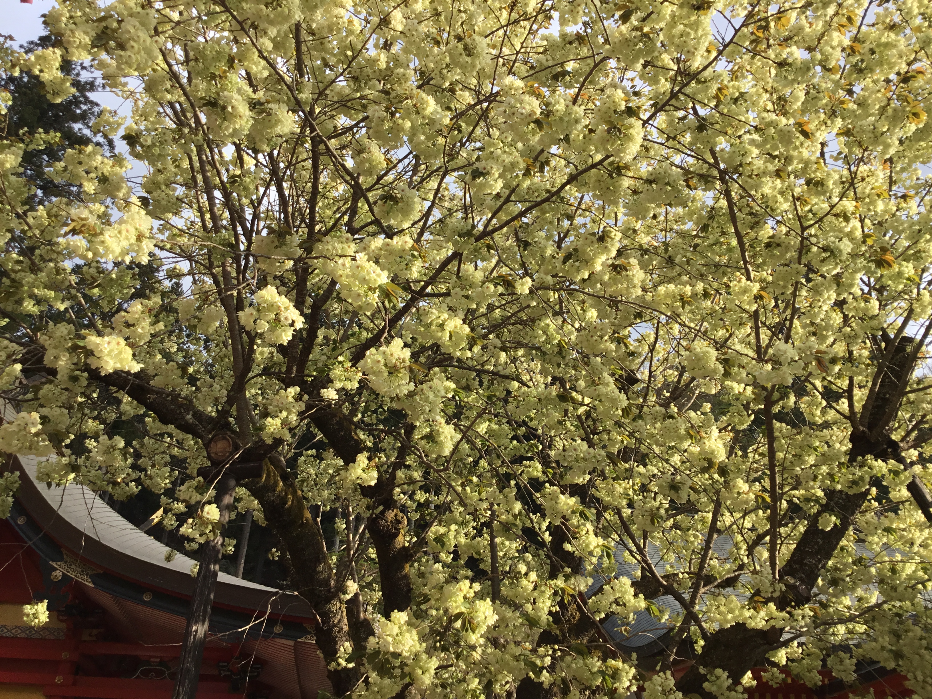 御嶽山 金櫻神社【公式】 on X: 御嶽山 金櫻神社【公式】 on X: