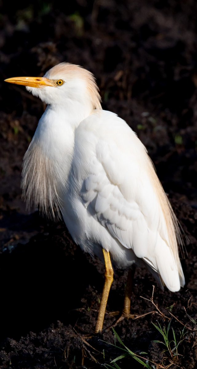 arshleybrian7's tweet photo. #birds in breeding plumage 
#best time to go #birdwatching with your best #Safari guide
#BookNow https://t.co/kY8YA2EYAI