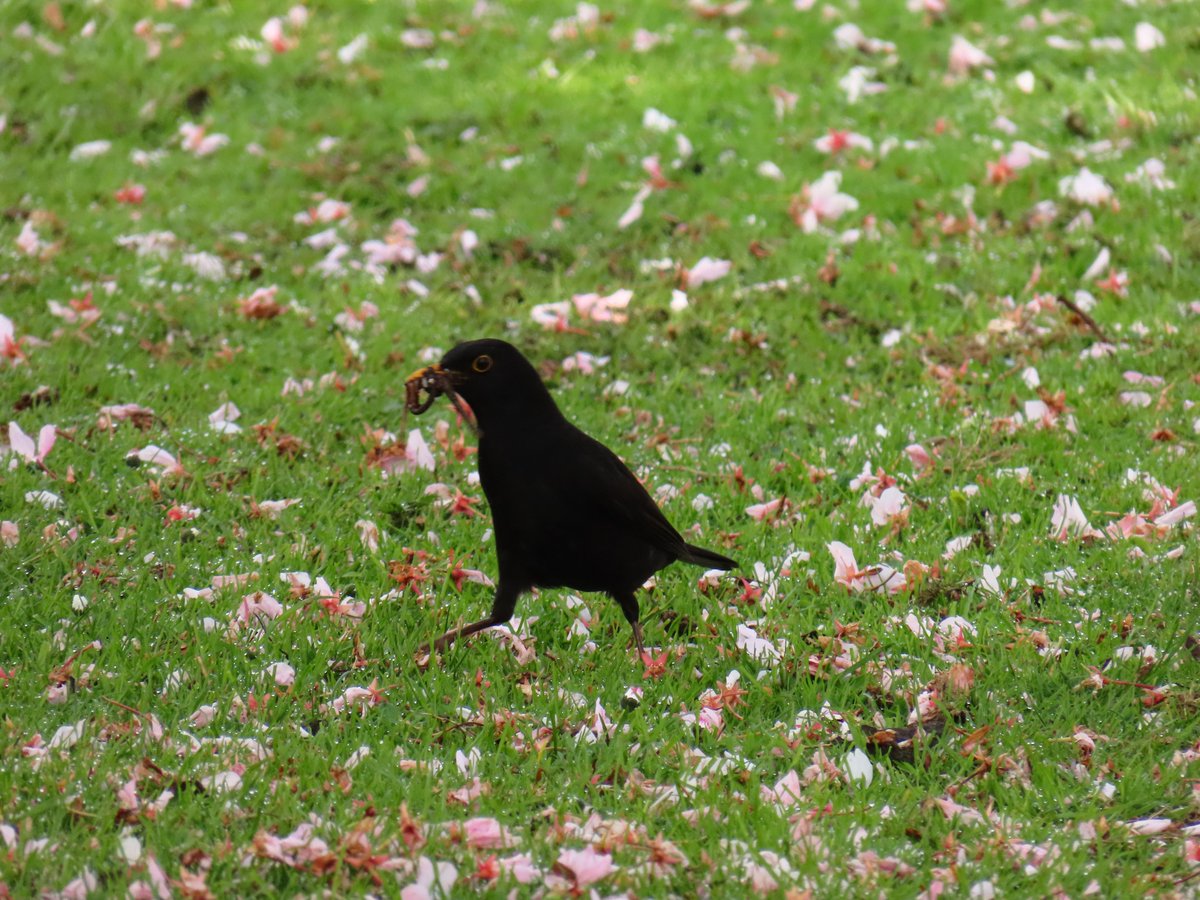 CCommijs's tweet photo. De #merels waren druk bezig met het verzamelen van voedsel 🐦 https://t.co/U94HSBfuev
