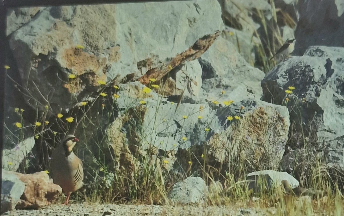 katos111's tweet image. What are the chances of getting a Black-Eared Wheatear and Chukar in the same shot. Tourkovounia old quarries 
#Athens #Greece #birding #birdinggreece #greekbirds #blackearedwheatear #chukar