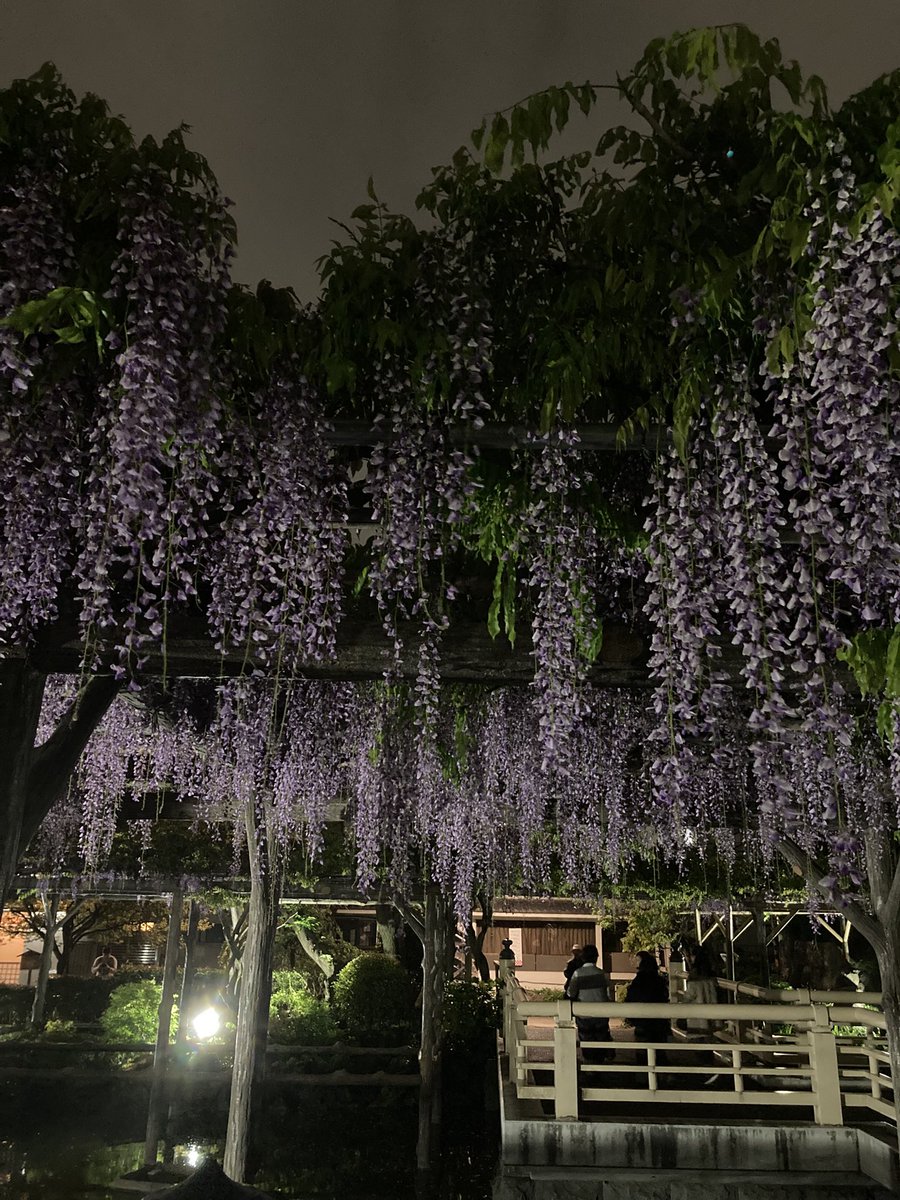夜に見る藤の花も幻想的で良いですね。