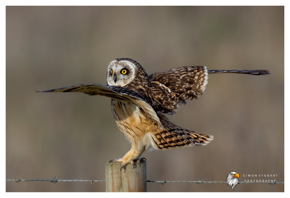 πππ’π€π£ ππ©π€πππ§π© π¦π¦π¦ (@sherburnsi) on Twitter photo Short Eared Owl on Teesside recently.
<a href="/teesbirds1/">teesbirds</a>
<a href="/teeswildlife/">Tees Wildlife</a>
<a href="/DurhamBirdClub/">Durham Bird Club</a>
<a href="/Natures_Voice/">RSPB</a>
<a href="/NatureUK/">NatureUK</a>
<a href="/WildlifeMag/">BBC Wildlife</a>
<a href="/BBCSpringwatch/">BBC Springwatch</a>
<a href="/NTBirdClub/">Northumberland & Tyneside Bird Club</a>
<a href="/CanonUKandIE/">Canon UK and Ireland</a>
#naturephotographyday #birds #wildlifephotography Short Eared Owl on Teesside recently.
<a href="/teesbirds1/">teesbirds</a>
<a href="/teeswildlife/">Tees Wildlife</a>
<a href="/DurhamBirdClub/">Durham Bird Club</a>
<a href="/Natures_Voice/">RSPB</a>
<a href="/NatureUK/">NatureUK</a>
<a href="/WildlifeMag/">BBC Wildlife</a>
<a href="/BBCSpringwatch/">BBC Springwatch</a>
<a href="/NTBirdClub/">Northumberland & Tyneside Bird Club</a>
<a href="/CanonUKandIE/">Canon UK and Ireland</a>
#naturephotographyday #birds #wildlifephotography