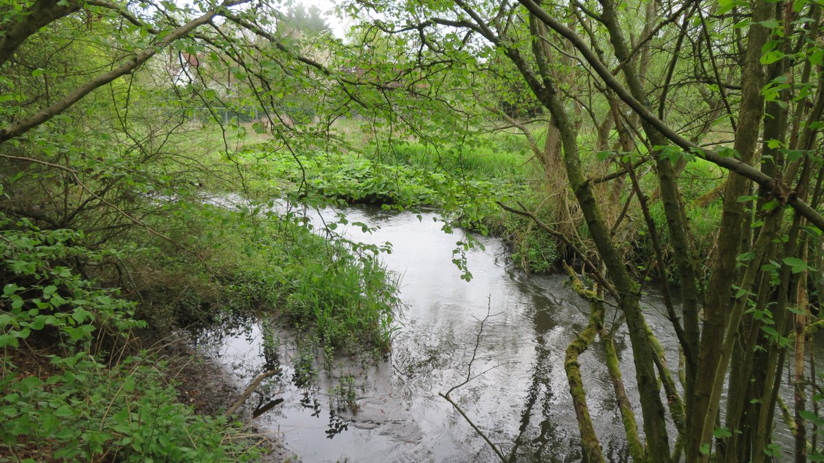 There's nothing more rewarding than when 20 volunteers turn up to show to give our #RiverVer a bit of TLC on an April weekend. Light let in, rubbish removed, soul refreshed. We love our chalk stream!