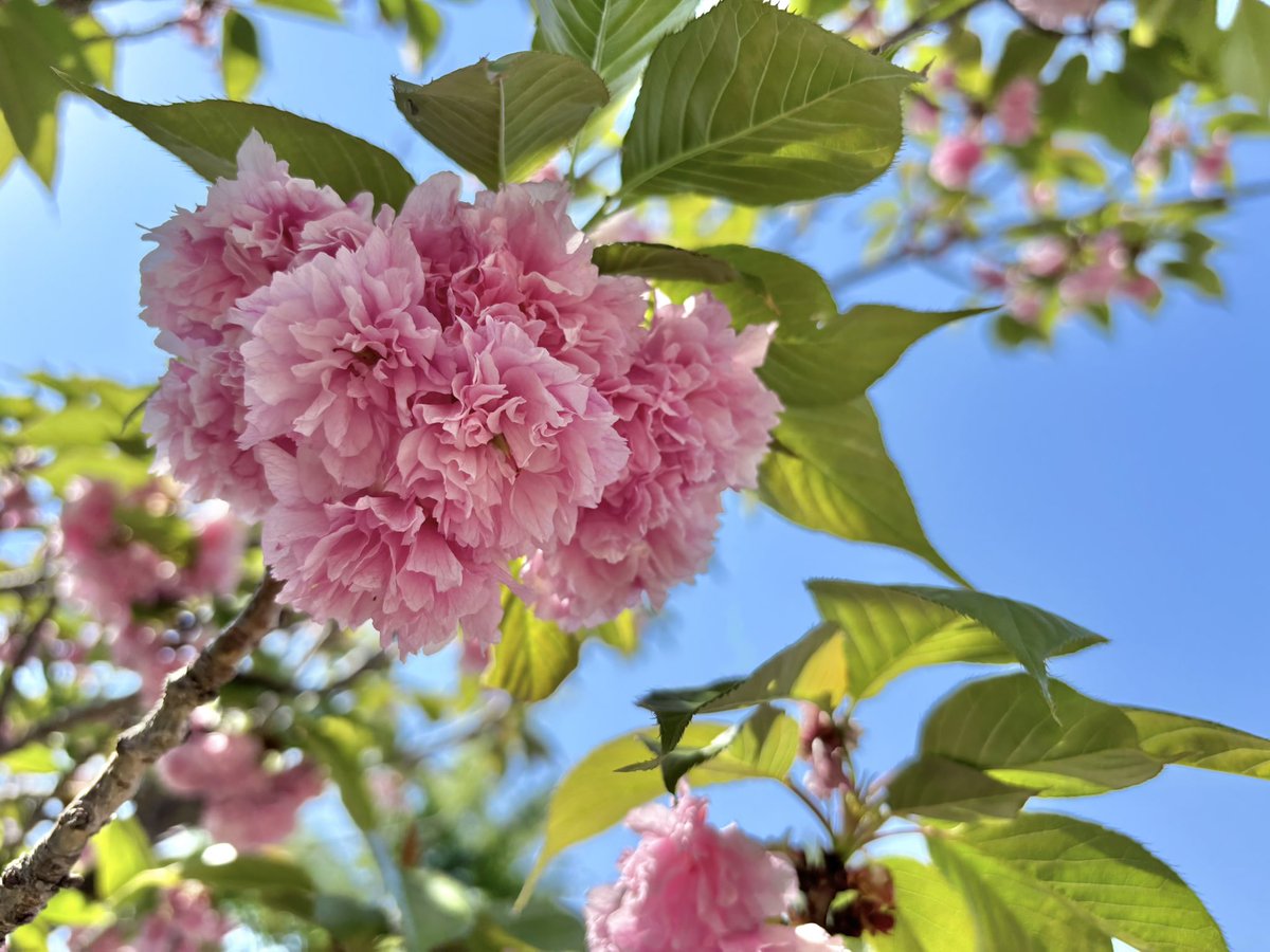 牡丹桜
散り出して地面に落ちてるのも綺麗🌸