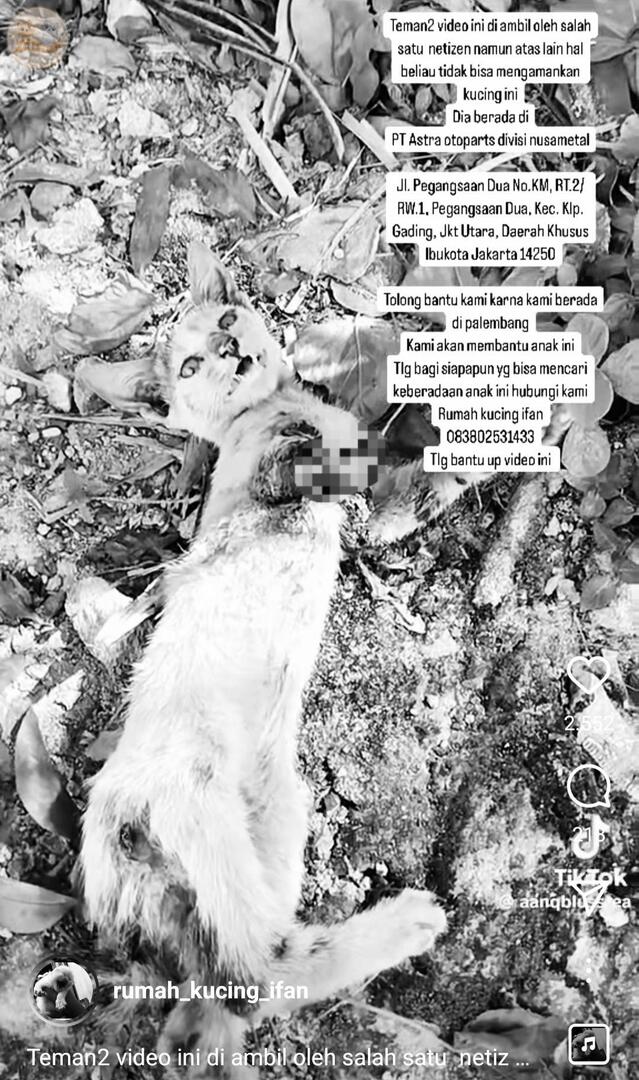 kochengfs's tweet image. kcg! ⚠️ tw // tulang ⚠️

guys yang daerah kelapa gading, jakarta utara, tolong amanin kucing ini pliss😭😭

ini kaki kucing depannya bener2 putus tinggal tulang😭 pelapornya lagi gak bisa amanin

ini udah ada shelter yang mau terima yaaa