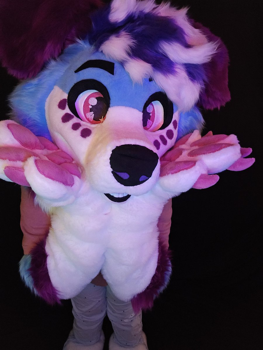 SuitcheesF's tweet photo. A beautiful border collie finishing and ready for shipping 😳✨️🌸🫶🥺🌸
#fursuiter #furmaker #FursuitFriday https://t.co/5OJRRO9Y1a