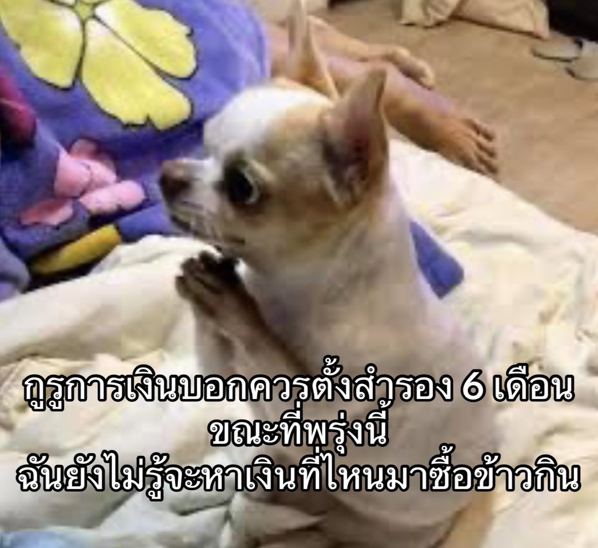 ใครสักคนกล่าวไว้ tweet media