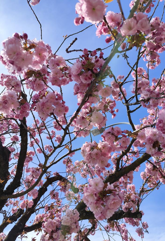 der Frühling hat einen ganz besonderen Zauber