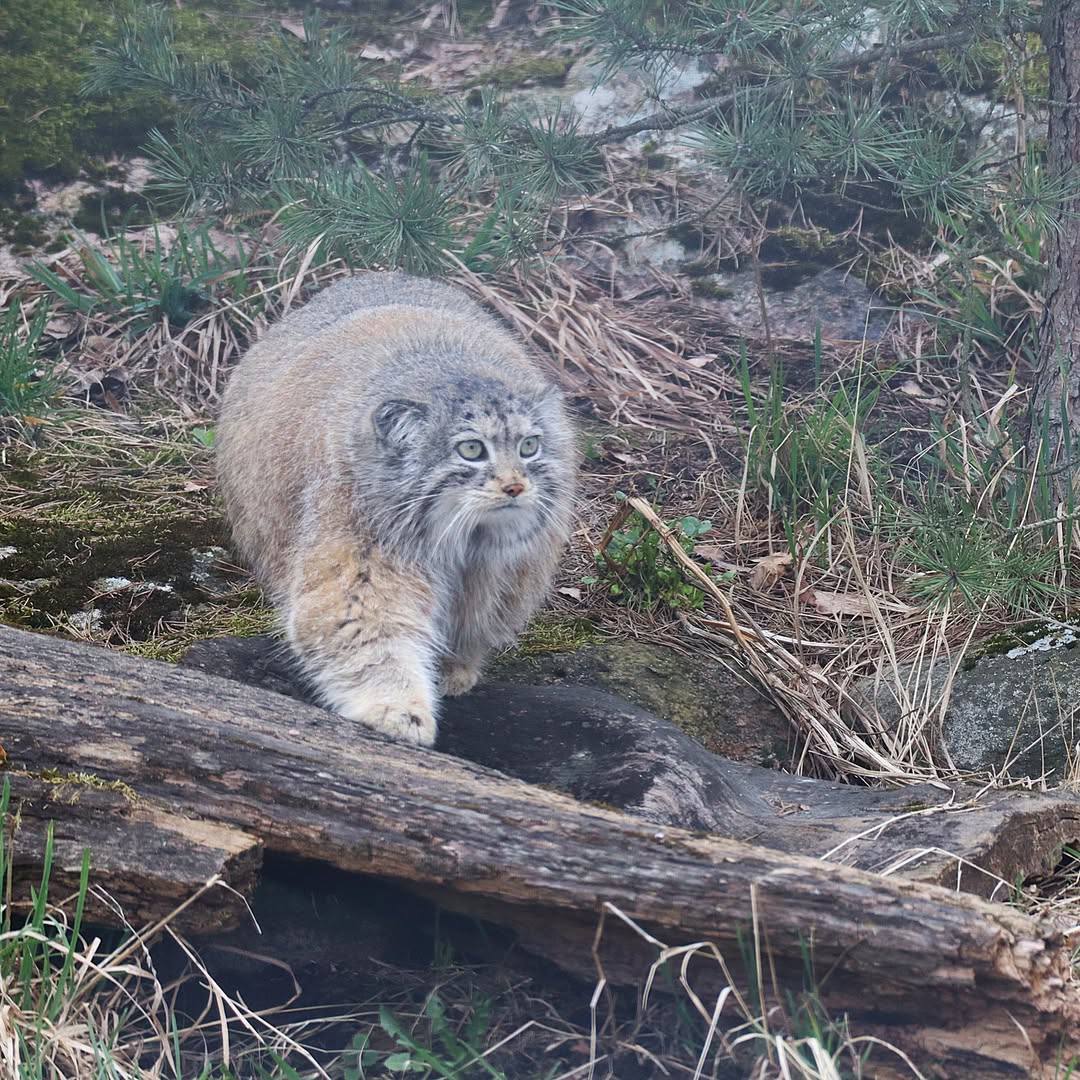 Daily Manul (@dailymanul) on Twitter photo 