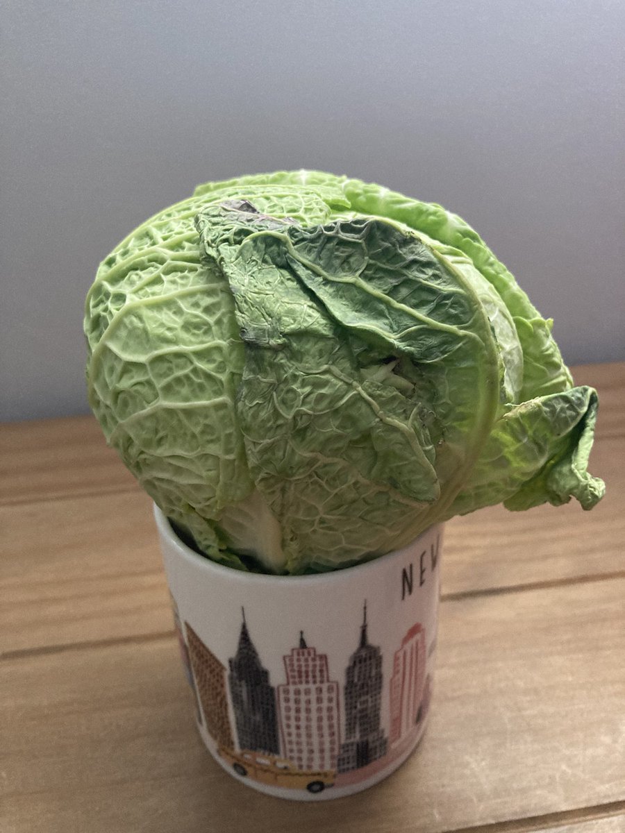 RooBear78's tweet photo. @sainsburys Not sure how this cabbage passed quality control to be on the shelves let alone picked and sent out for a delivery. It’s so small and black on most leaves (mug for scale!). Going to struggle to get about 4 or 5 edible leaves off it ☹️ https://t.co/b7ilNbG4JN