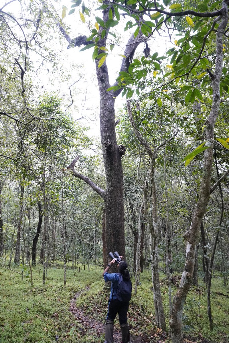 New hobby.... Birding ✨🐦🍃
#NatureLover #Periyar Tiger Reserve #forest #birds