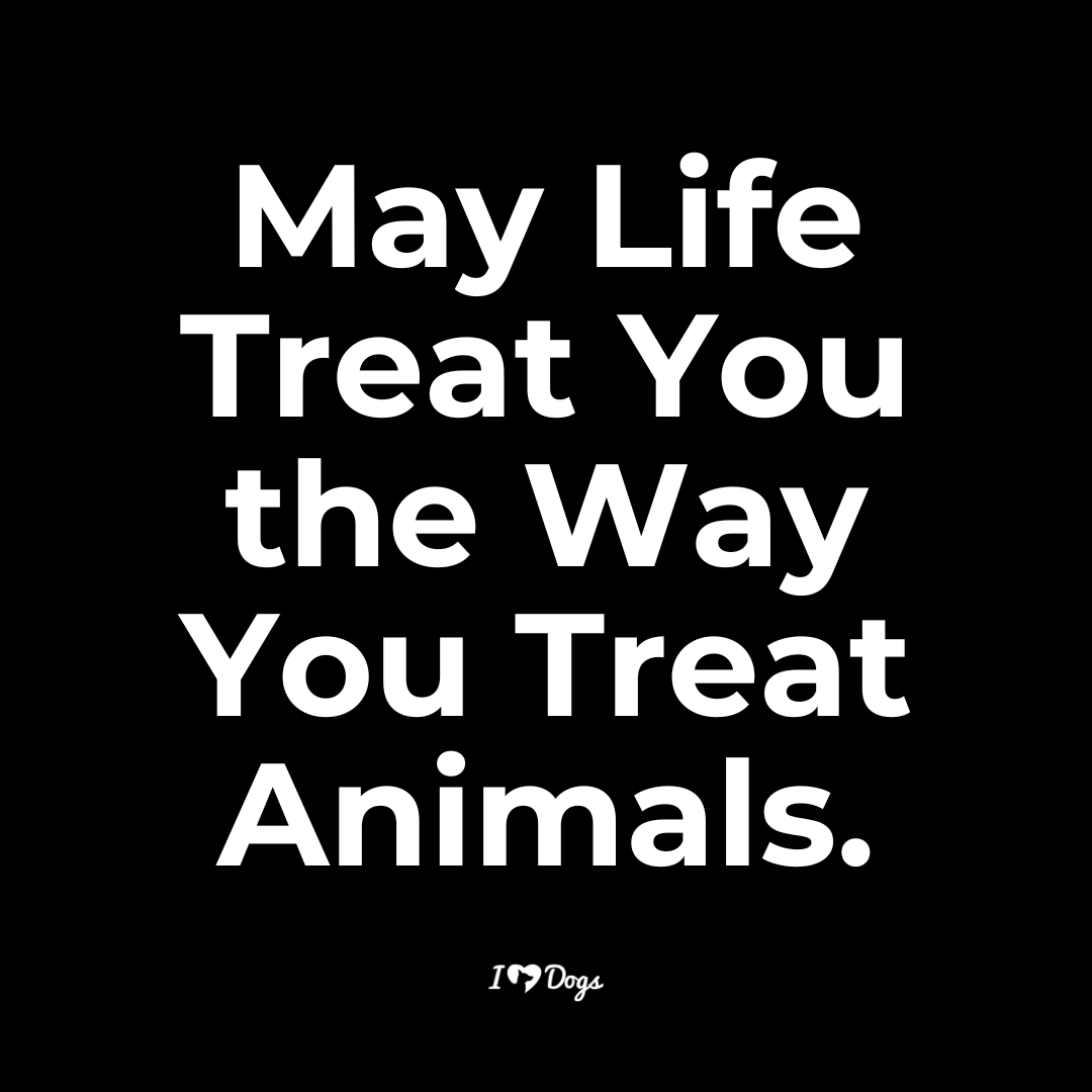 iHeartDogs_com's tweet photo. https://t.co/8zibUPxlFq