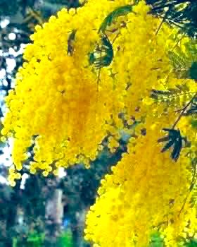 İçimi bir anda
Aydınlatır mimozalar
Bir anda yaşamak yeniden güzel…..💛💚💛

Attila İlhan

Günaydın mutlu hafta sonları 🌼🍀🌼🍀🌼🍀