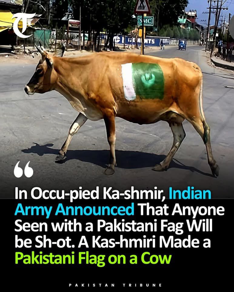 StratWolf_'s tweet photo. Savage Kashmiris 😂 https://t.co/r5UKYdMEhu
