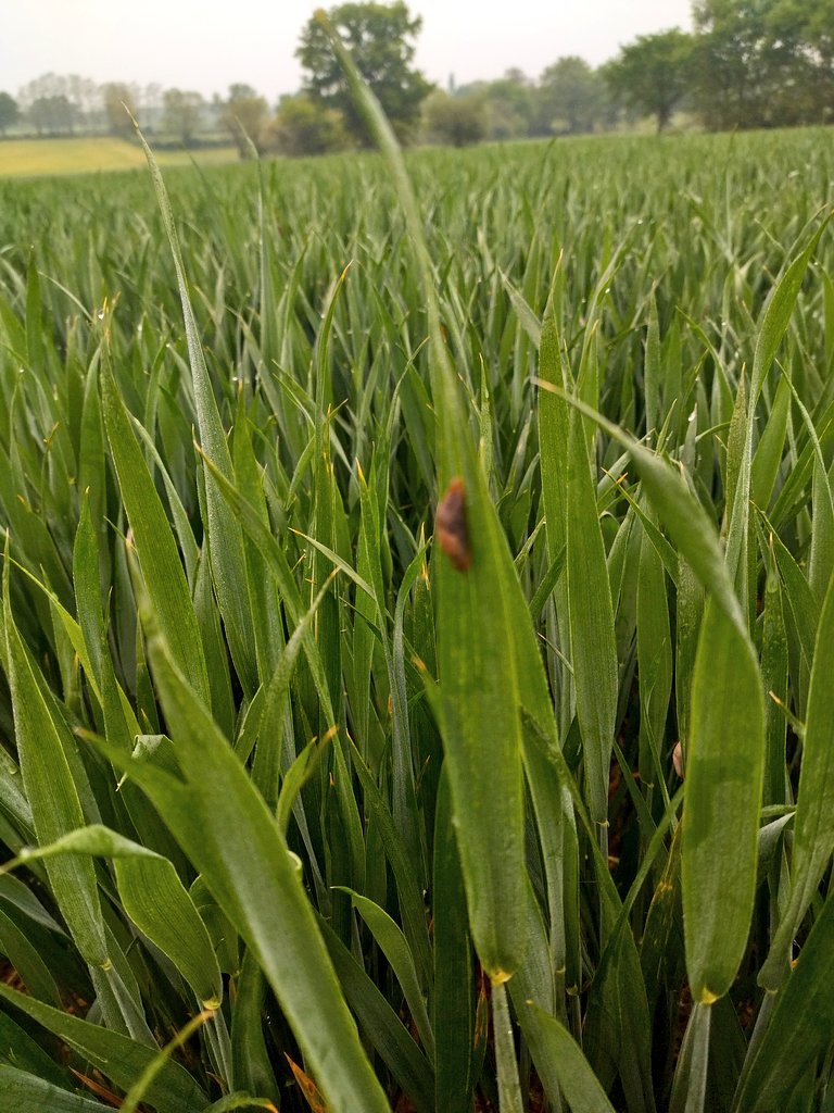 sylagri 🌾 🚜 🐂 🌸🌿 🇫🇷 tweet media