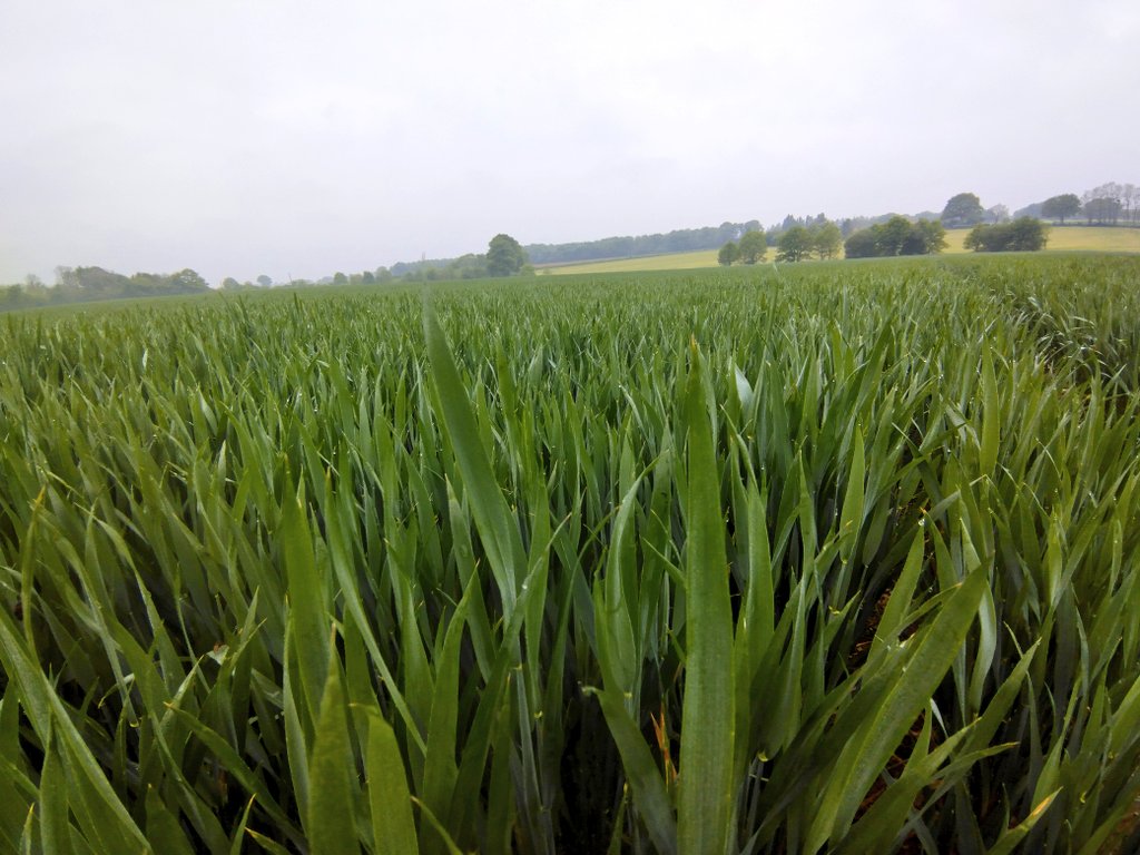 sylagri 🌾 🚜 🐂 🌸🌿 🇫🇷 tweet media