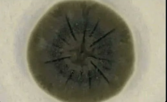 mors tua vita mea...
Во Чернобил, научниците открија црна габа која се храни со смртоносно (за нас) гама зрачење. 
Радиотрофните габи вршат радиосинтеза, користејќи го пигментот меланин за да го претворат гама зрачењето во хемиска енергија за раст.