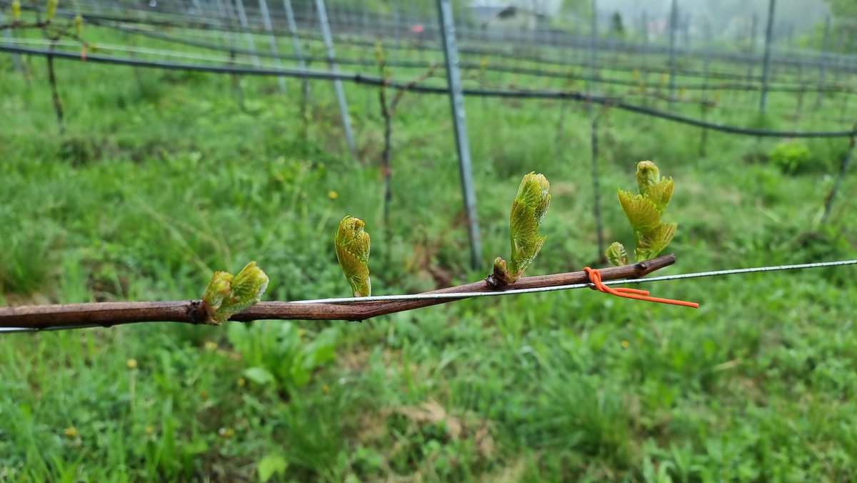 Die Weinreben treiben aus. Der Regen hat der Natur und unserem Weingarten gut getan. Genau wie der biologische Dünger. #Biowein #Muscaris #SaaleUnstrut #Jena