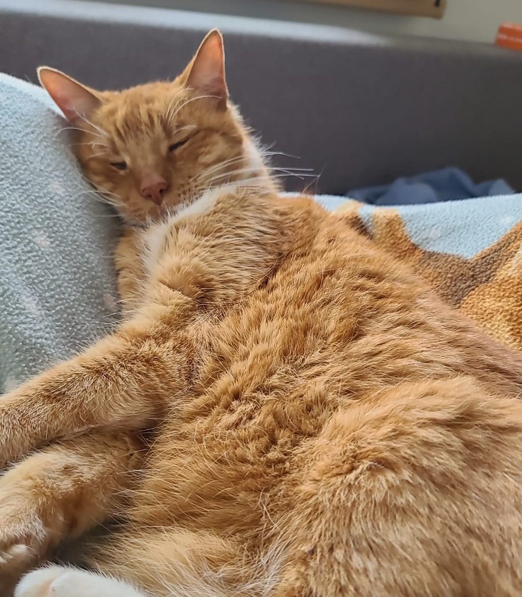 sirchris7's tweet image. Post your cat, win prizes!
1. Share a cat photo or video this week for a chance to win awesome rewards!
2. Grand Prize: A DJI Pocket worth $699!
Don’t forget to tag #HitPawCatTax #HitPaw @HitPawofficial – The more likes, the better your chances! #Cat #DJI wn.nr/ybDRbCt