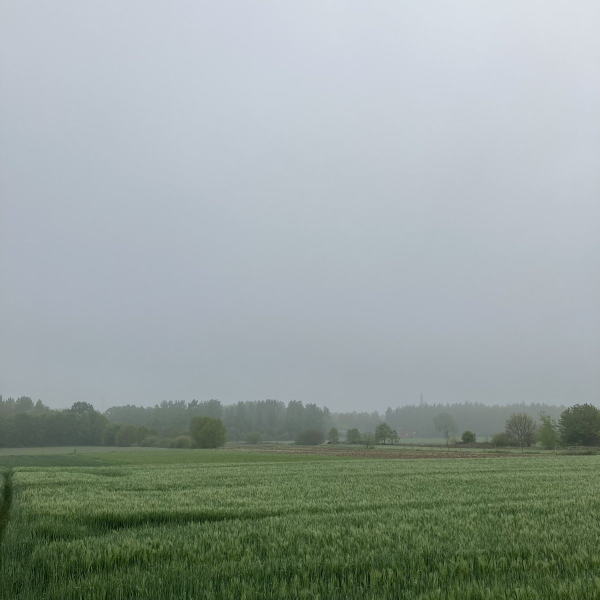 #vrtweer Mistig Holsbeek 10:00