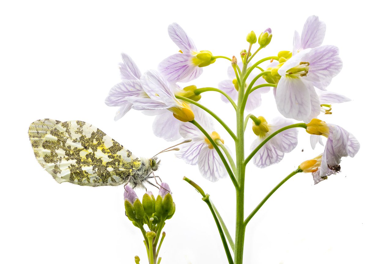 A female Orange Tip resting on Cuckoo Flower. Taken at <a href="/NTCroome/">Croome NationalTrust</a>