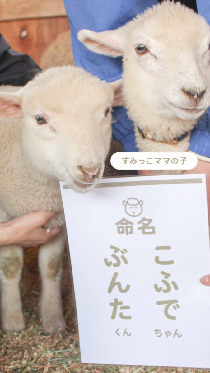 🐑#2025年ゆめぼくベビー🐑／ ついに～！ 子羊ちゃん達のお名前が