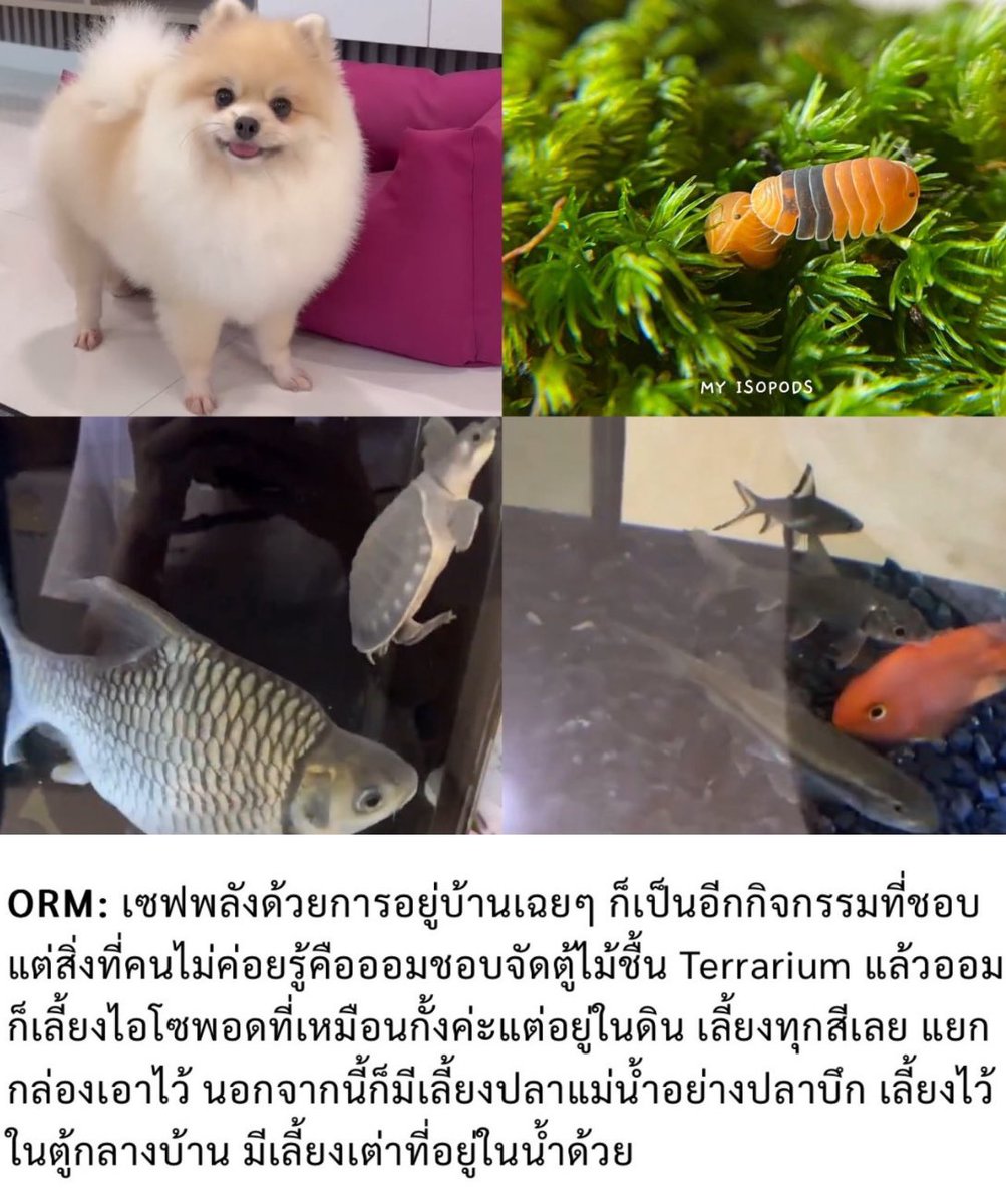 กิจการสวนสัตว์ขนาดย่อมบ้านน้องออมป่านนี้จะใหญ่โตขนาดไหนแล้วนะ
-โซนบก: อูนิ, ไอโซพอดทุกสี, ตู้ไม้ชื้น
-โซนอควาเรียม: จ๊วดเต่าหมูบิน, ปลาหมอ, ปลาบึก,ตะเพียน, ซัคเกอร์ etc. 

ฟีลยินดีต้อนรับทุกสายพันธุ์ น้องออมคือคนติดบ้านที่ไม่น่ามีวันเหงา เพื่อนเยอะมาก (คิดถึงน้องจี๊ดปลาหมอคางส้ม)