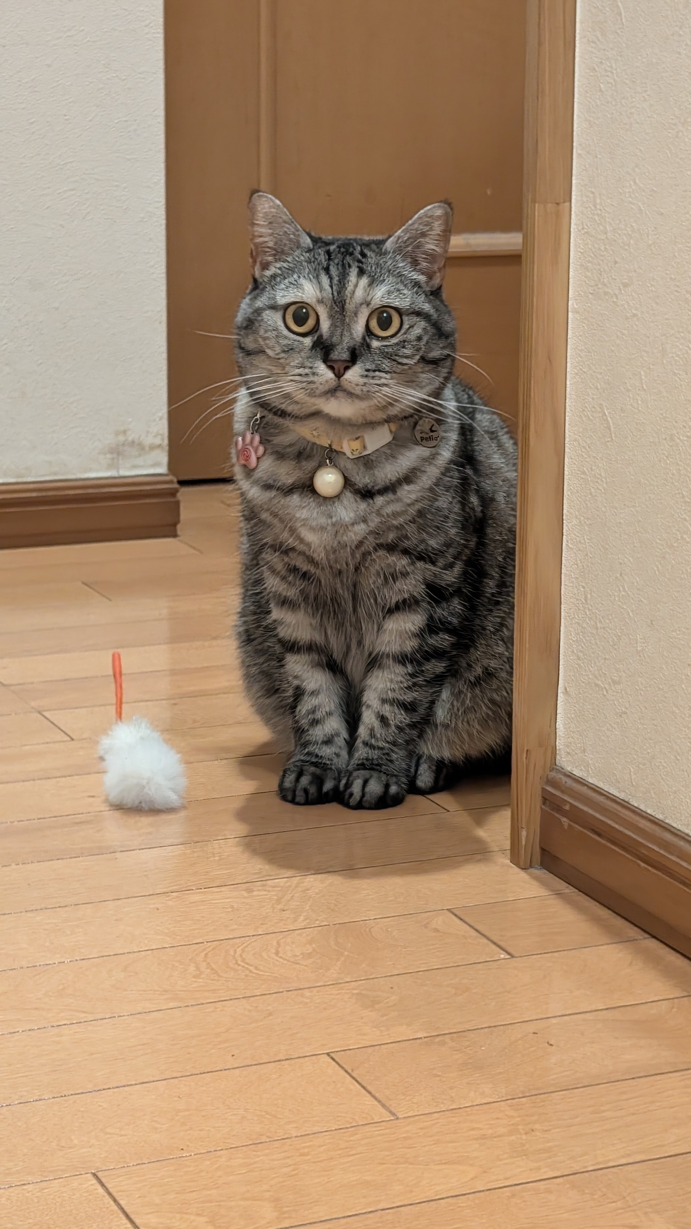ちーたー on X: 
