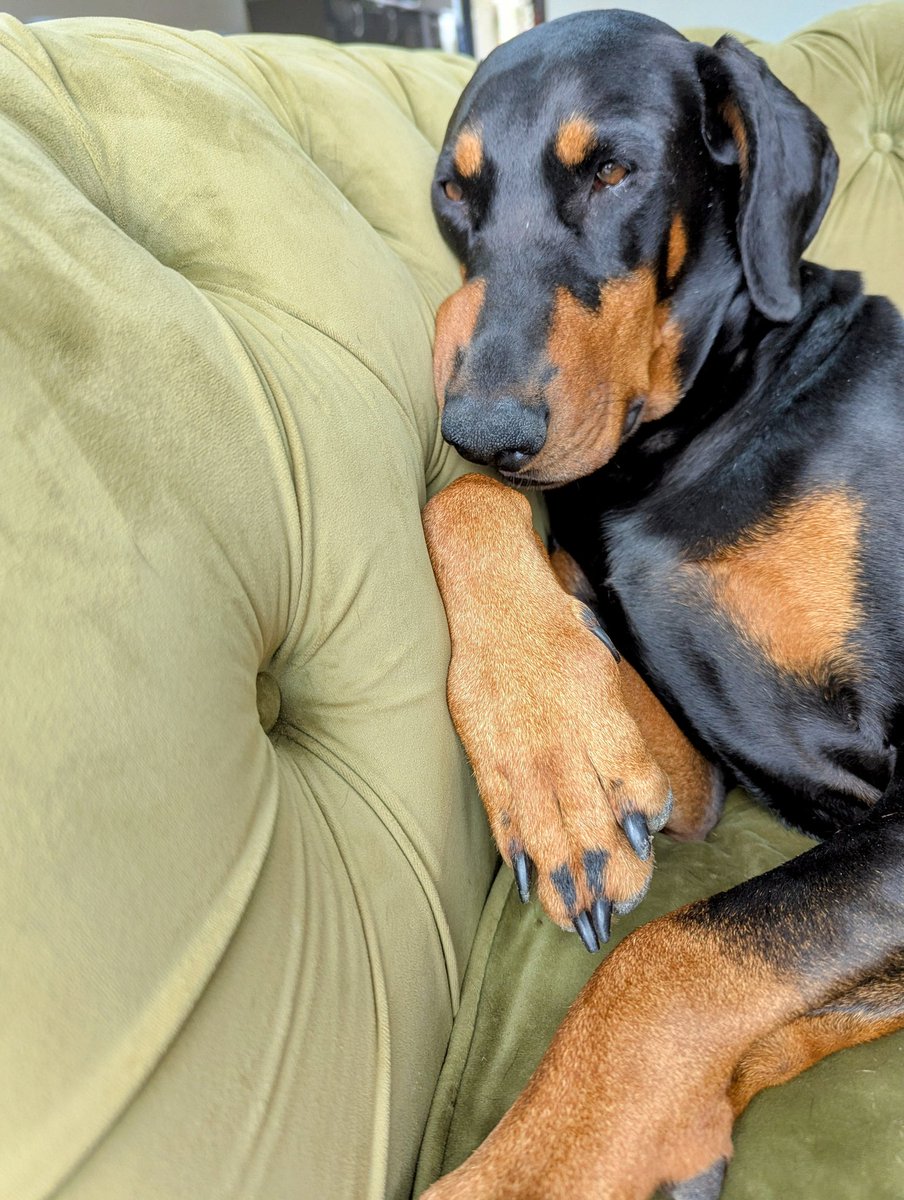 NotBadForHerAge's tweet image. I'm bored, please can we go out and play now 🤣😂 #boreddog #timetoplay