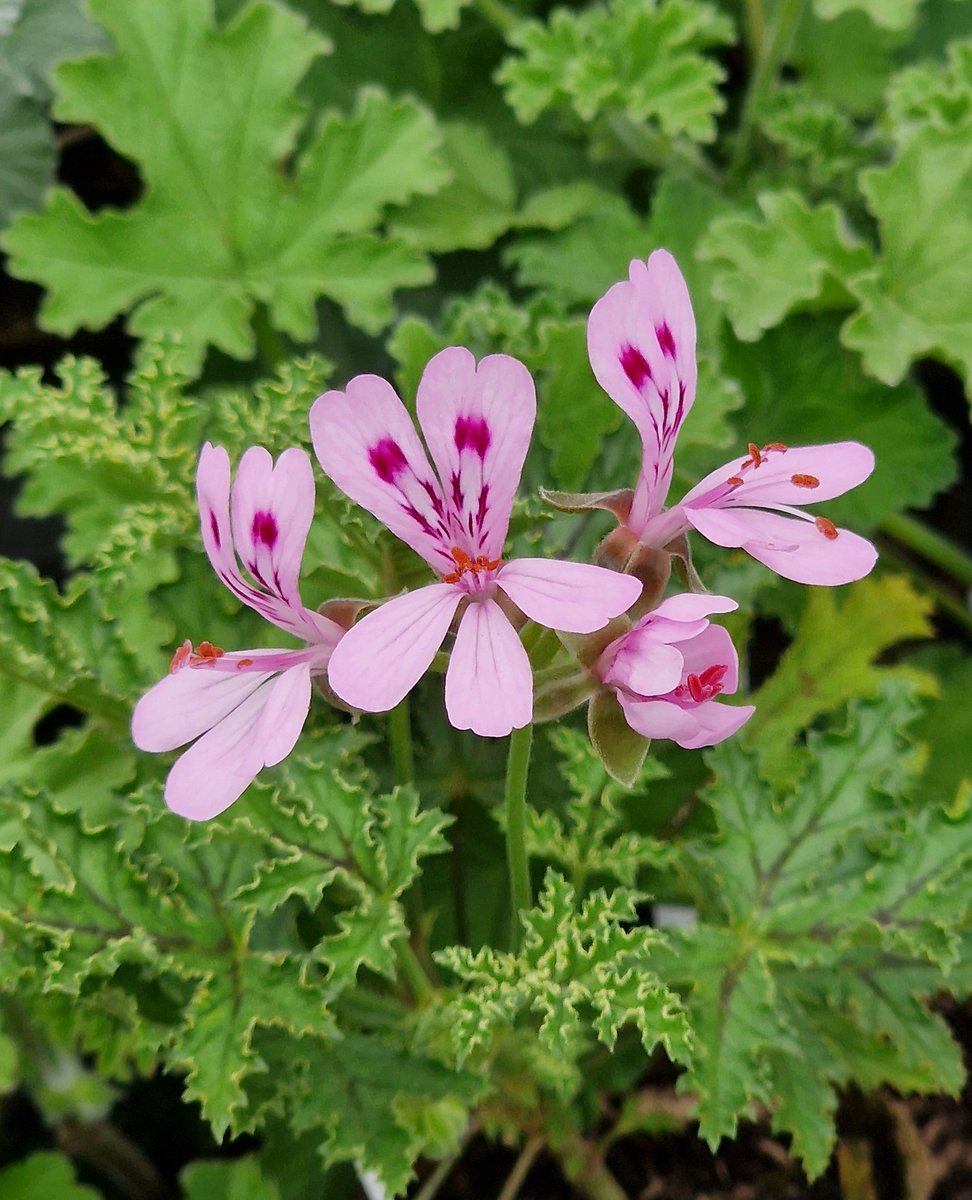 growingcrazy_uk's tweet photo. This flower is from the quirky species Pelargonium quercifolium.  It has a really interesting leaf shape and an almost sticky nature to the leaves. Come see us at the Spetchley Gardens Plant Fair tomorrow (Sunday 27th April) and say hello!

#gardening #plants #flowers #rareplants https://t.co/2c5qOdYVRd
