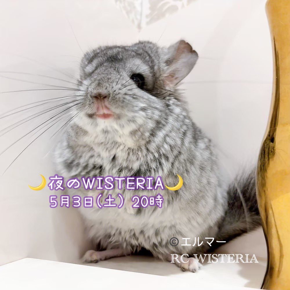 Royal Chinchilla WISTERIA (@rc_wisteria) / X Royal Chinchilla WISTERIA (@rc_wisteria) / X