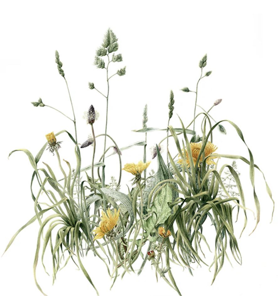 Flowers not Weeds. Dandelions are everywhere now feeding the pollinators which feed the birds, the frogs, the hedgehogs…the list is endless. #nomow