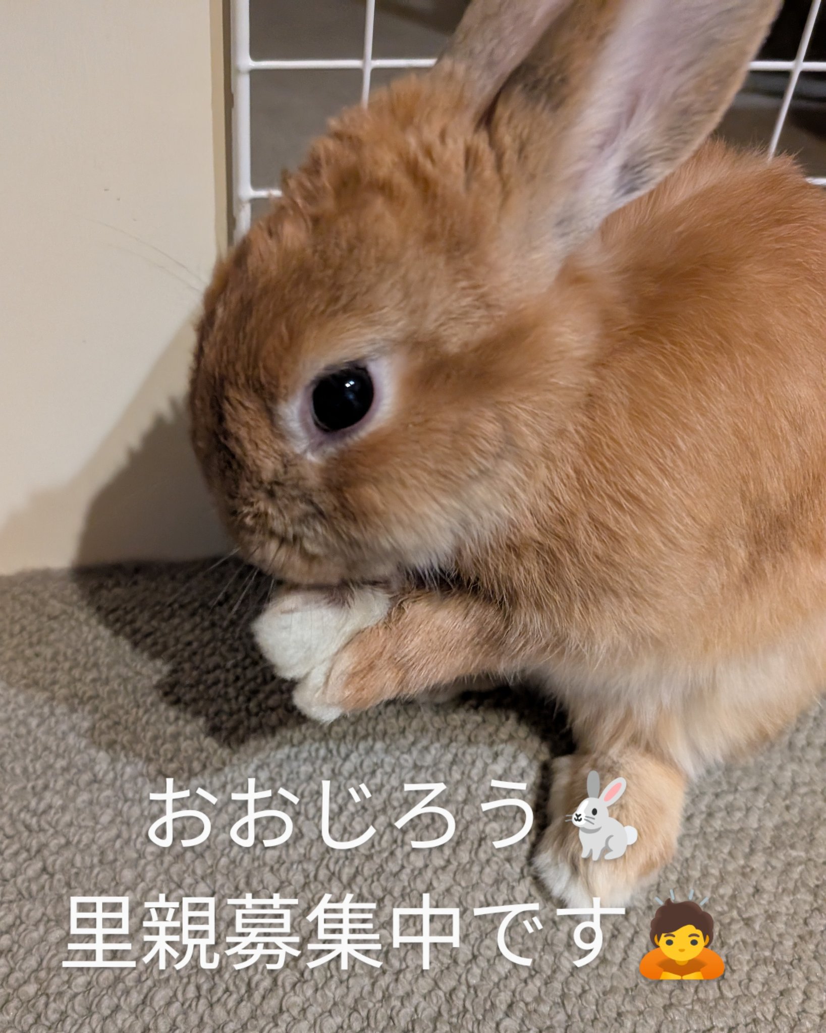 うさちゃん♡プロフ必修・断捨離中！ 2本 47635