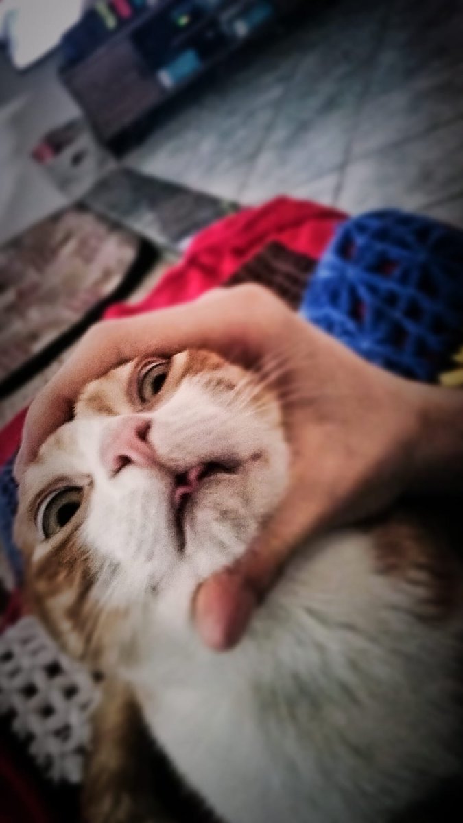 zCri 🇮🇹 tweet media