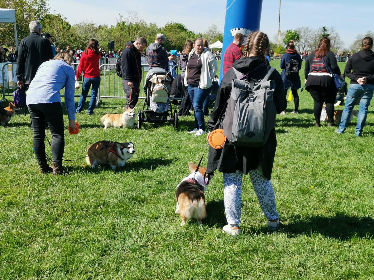 Realitydilna's tweet photo. Corgi race Praha 2025 🐩🐕
Spousta hrdých paniček i páníčků, laxních Corgi. No, někteří na to úplně serou 😈
#Corgi #corgirace #dog #realitydílna https://t.co/NrSiPiy9Ze