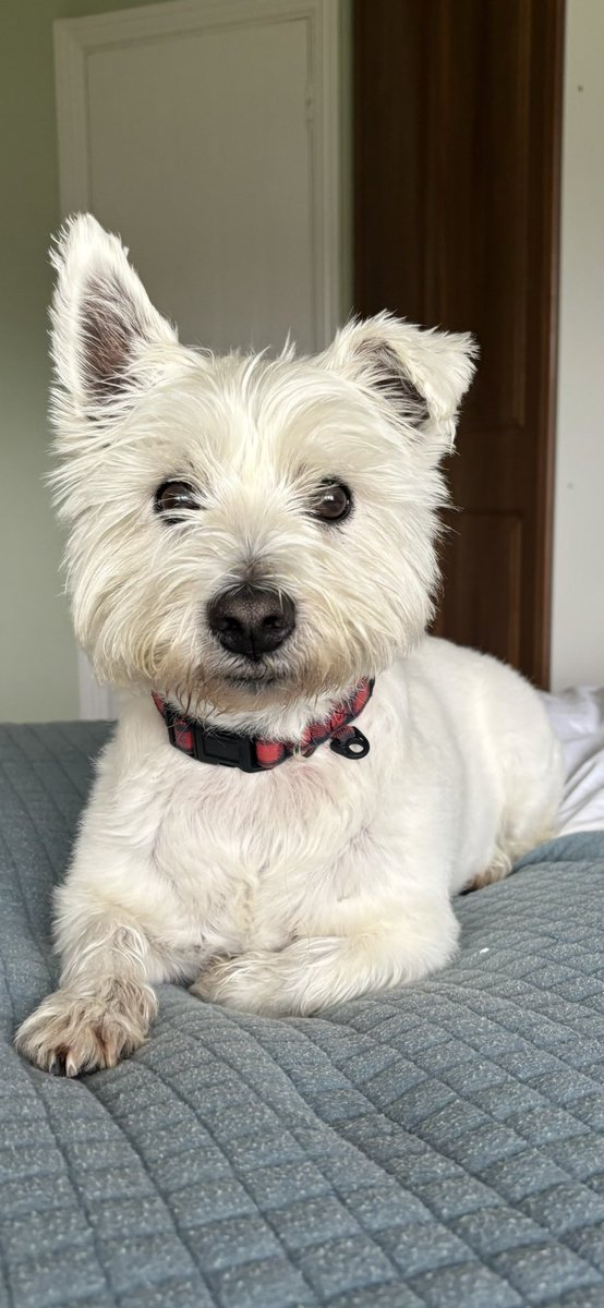 Albert the westie & Tigger tweet media