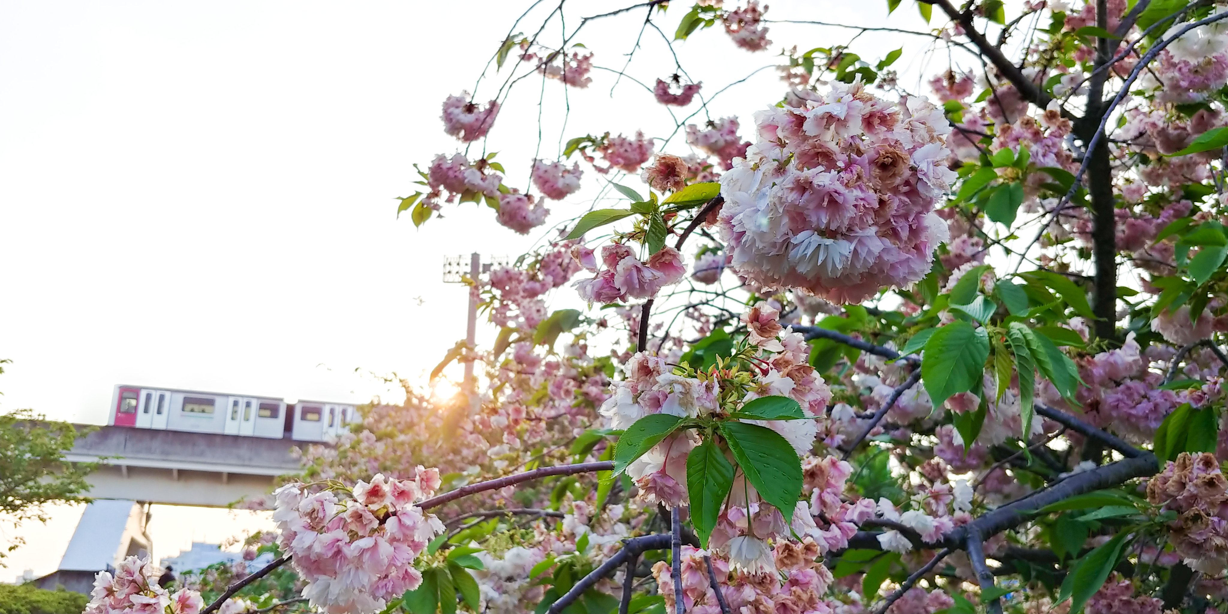 都立舎人公園 on X: 都立舎人公園 on X: