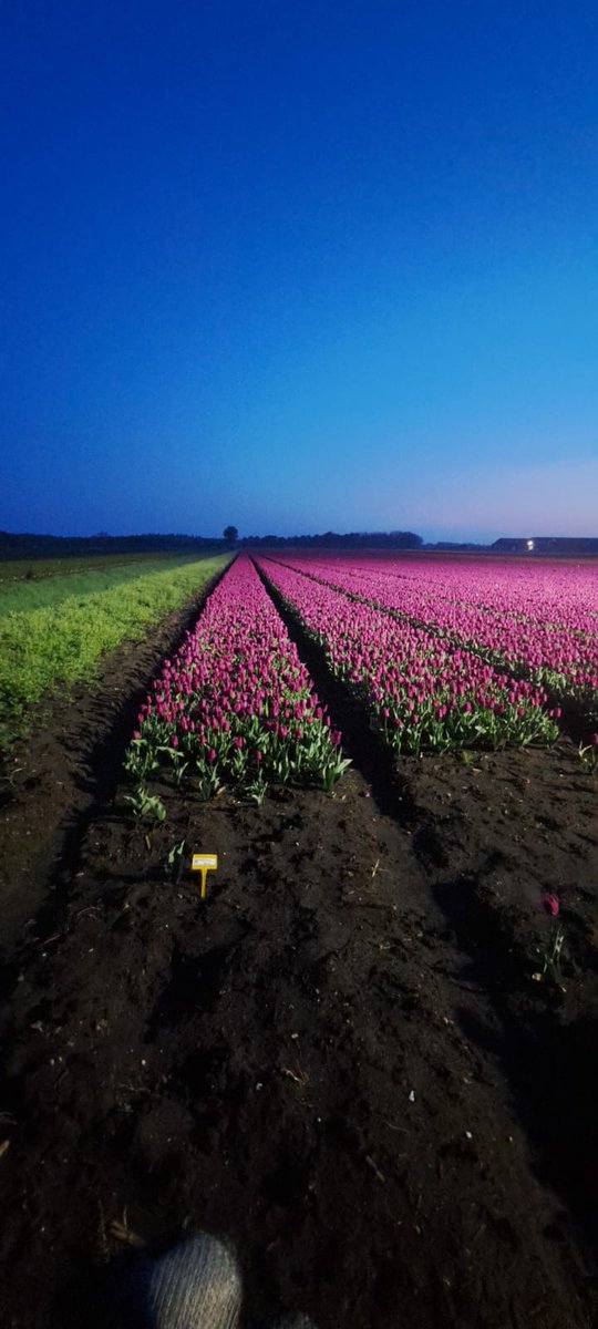 Henry Fox tweet media