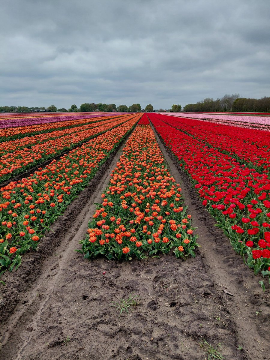 Gistermiddag een route gefietst langs de tulpenvelden🌷🌷 in Drenthe!
En gisteravond een aantal velden bekeken tijdens "Tulpenpracht bij nacht" van de <a href="/MtsJoling/">joling bv</a> 
Prachtig om te zien, respect voor onze #bollentelers!
