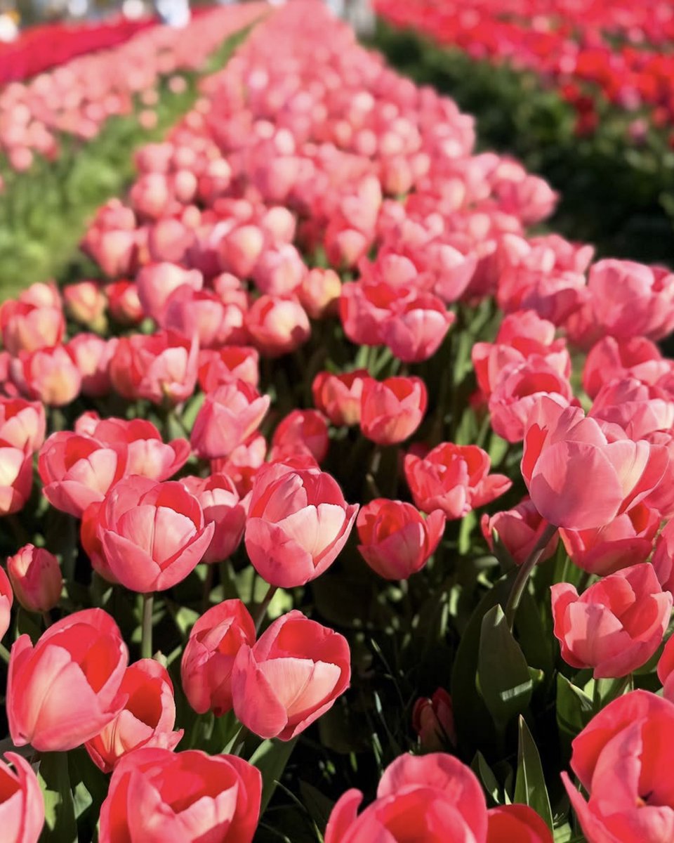 stratsestates's tweet photo. Looking for Spring plans? 🌷☀️ 

Explore @tulleystulips! Over 1.5M tulip bulbs in full bloom across the stunning West Sussex countryside. 

🌸🎟️ Book now on their website! 

#TulleyTulips #SpringVibes #NatureEscape https://t.co/8Q1vpwyhfD
