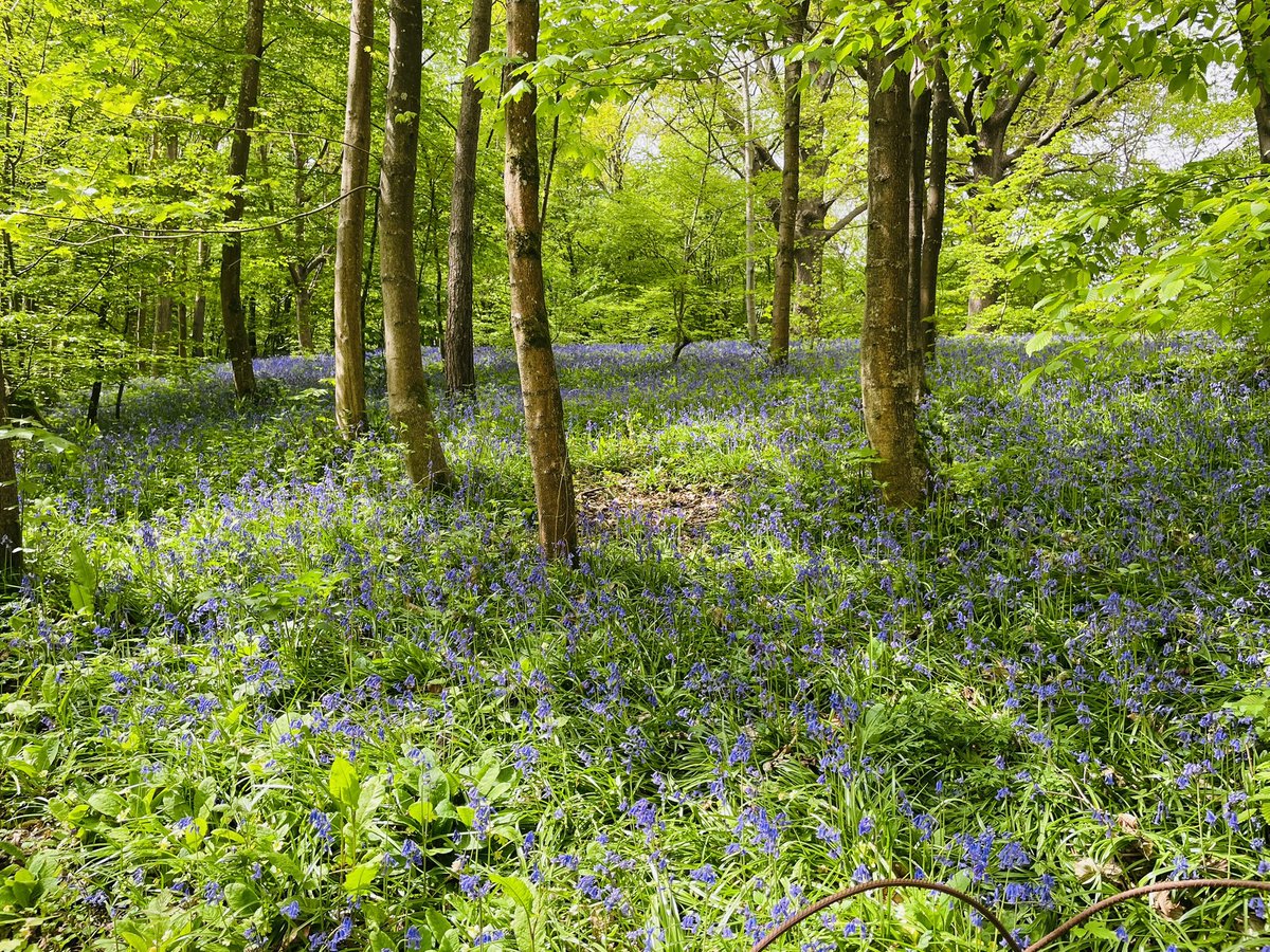 Glorious woodland bluebells at Hole Park Garden in Benenden in Kent exceeded all my expectations. Best in England and the best time to go is now. Spectacular! Shortlisted for Historic Houses Garden of the Year. Got my vote @holeparkgarden #WealdofKent #beautifulbluebells