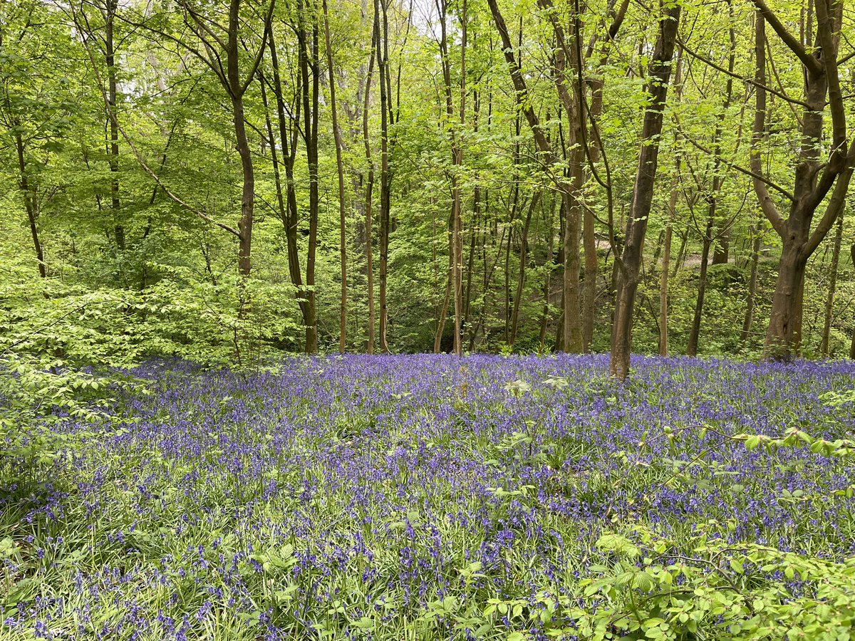 Jane Oddy tweet media