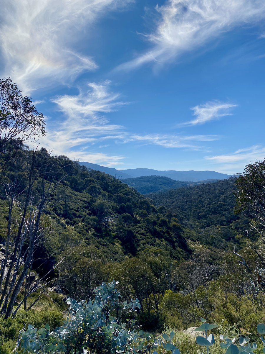 muhbilal_1's tweet photo. Biodiversity 🦋 across grassland and woodland, for DNA sequencing and barcoding. How evolutionary genetics and ecosystem responses are shaped by climate change…
#InsectEcology #DNAbarcoding #BiodiversityResearch #Climate #Biodiversity #Australia 
@scienceANU @ourANU @ANUmedia https://t.co/2JfdI0a01t